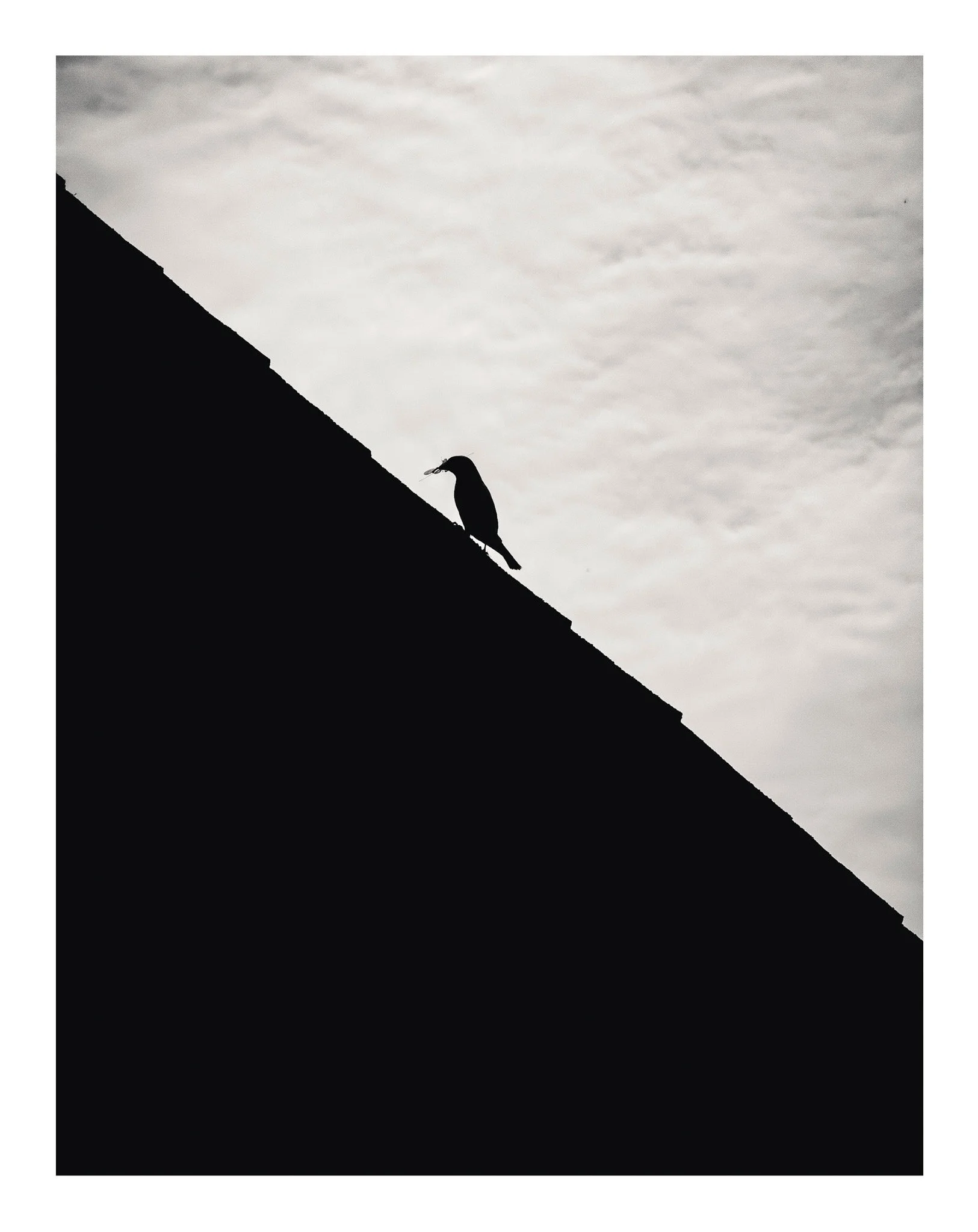 Silhouette of a bird perched on a sloped roof, holding an insect in its beak, with a cloudy sky in the background.
