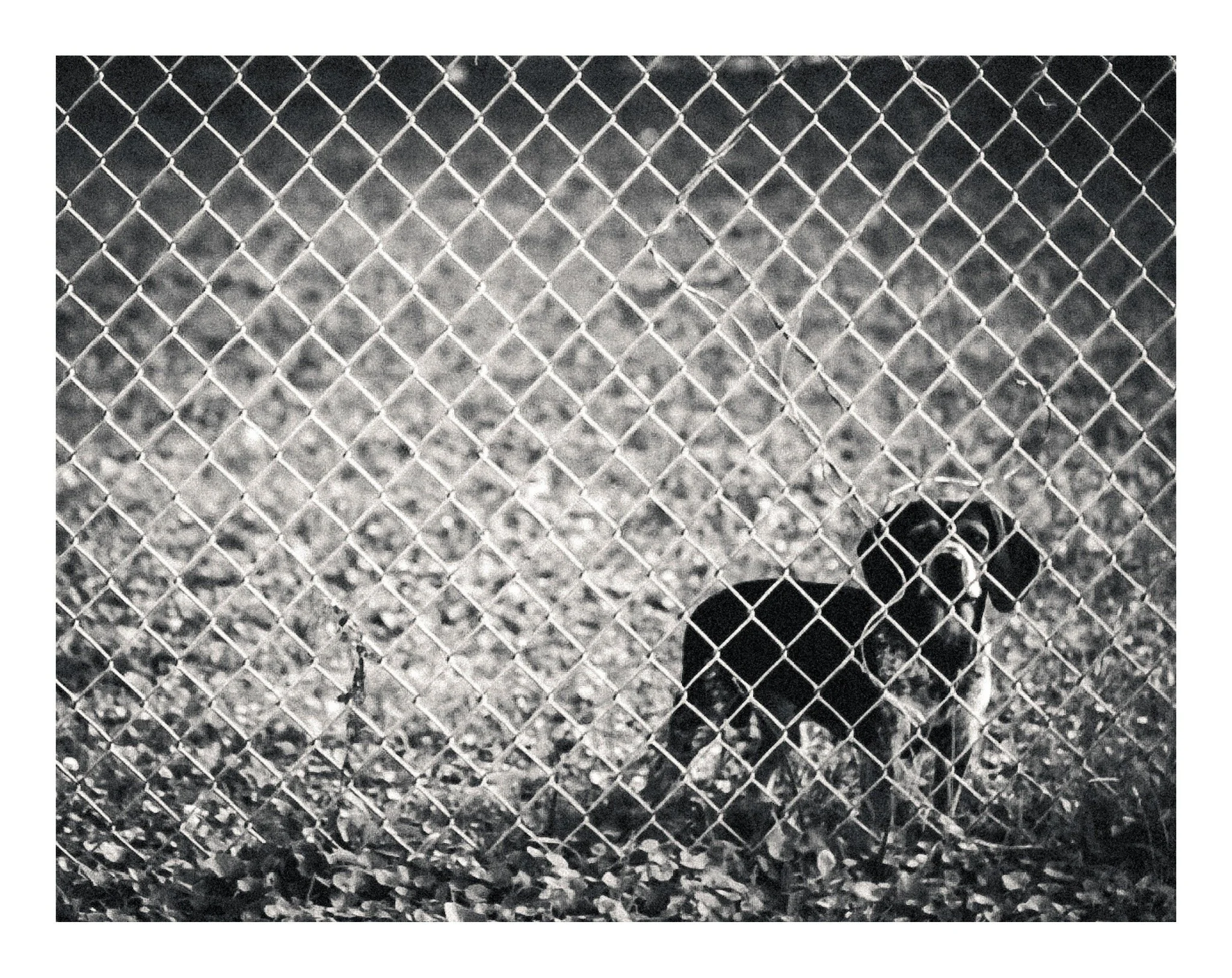 Black and white photo of a chain-link fence, viewed from above with a person's feet visible through the fence.