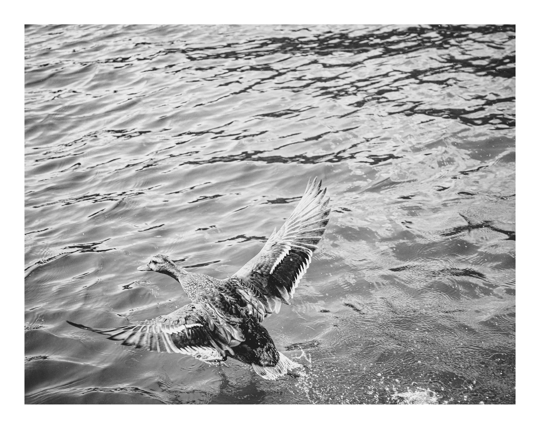 A black and white photo of a fish jumping out of the water with its fins extended, over a rippling water surface.