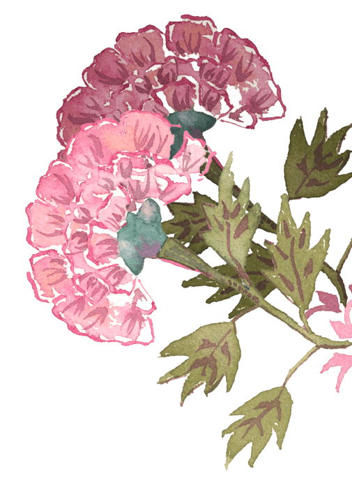 Watercolor illustration of pink and purple flowers with green leaves.
