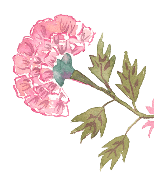 A watercolor painting of pink hydrangea flowers with green leaves on a black background.