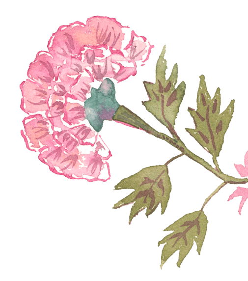 Watercolor illustration of a pink flower with green leaves and stem.
