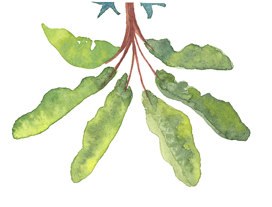 Watercolor illustration of a plant with large green leaves and brown stems.