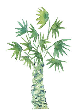 Illustration of a palm tree with a textured trunk and large green fronds.