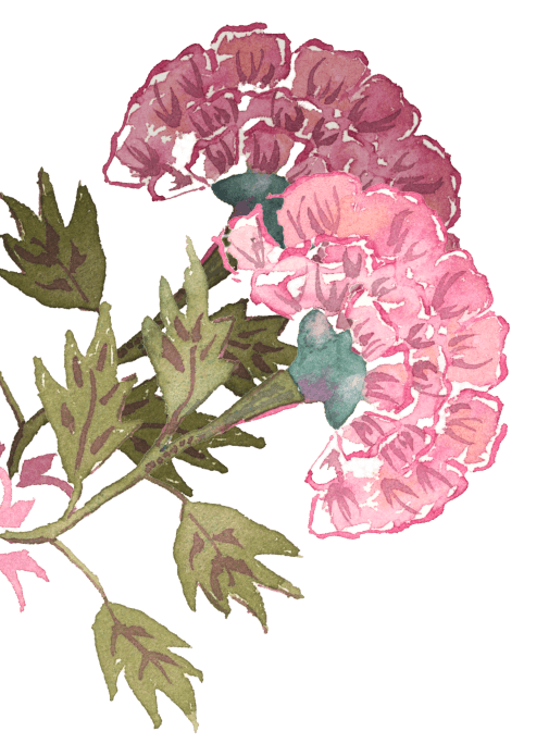 Watercolor illustration of pink and purple flowers with green leaves.