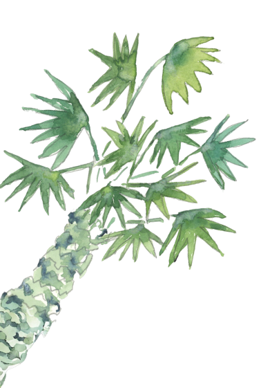 Close-up of a cactus with spines and a thick, textured stem.