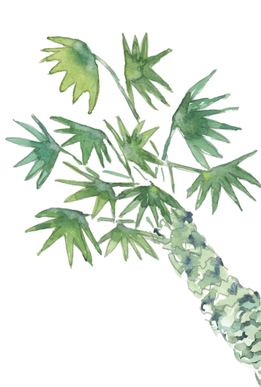 A close-up illustration of a cactus plant with multiple green, spiky pads.