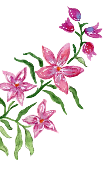 Watercolor illustration of pink flowers with green stems and leaves.