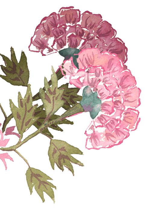 Pink and purple flowers with green leaves.