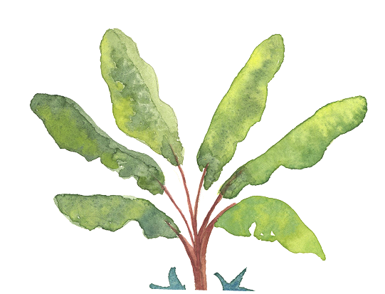 Watercolor illustration of a green leafy plant with multiple elongated leaves.