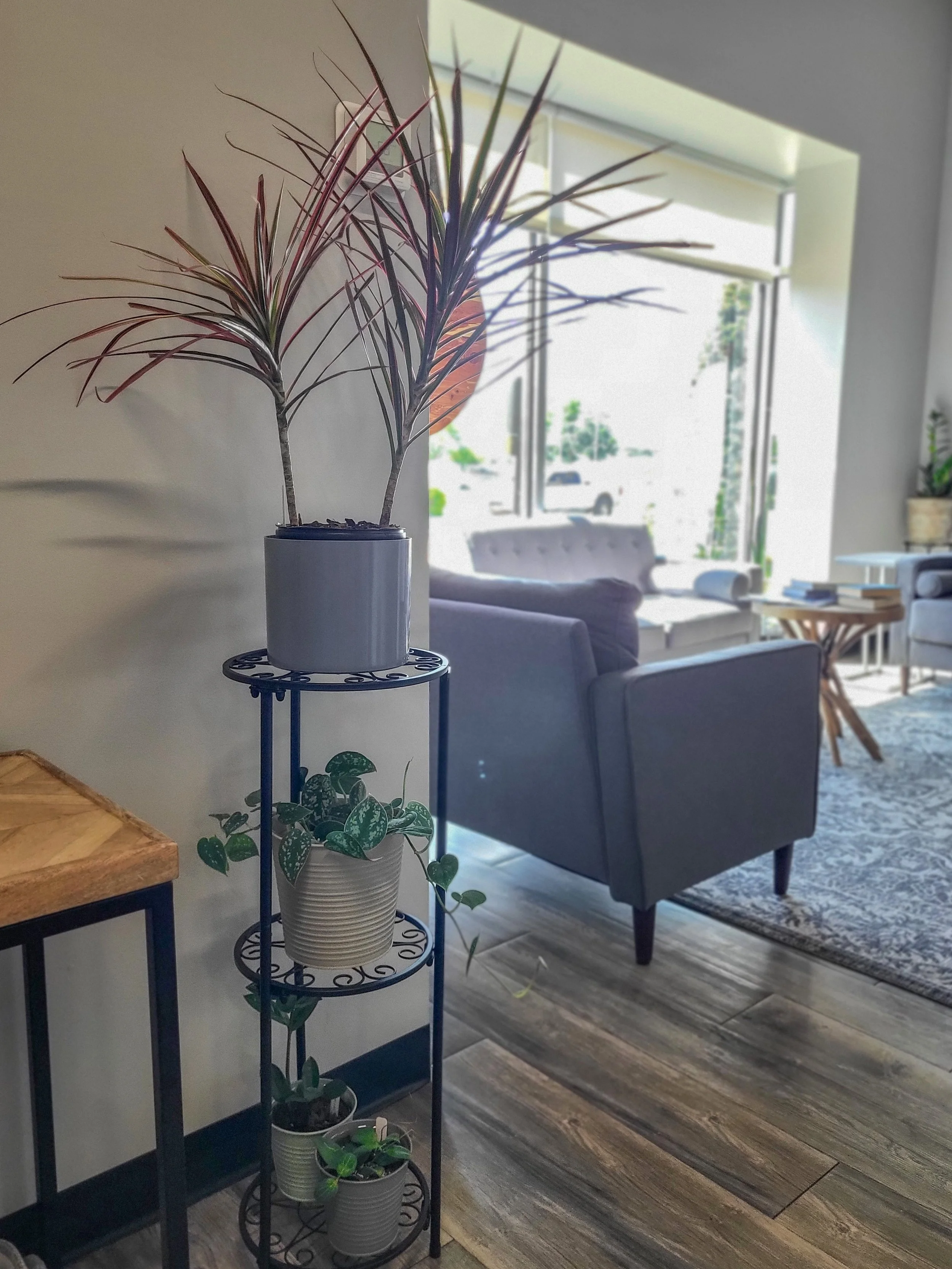 Dracaena and Stand.jpg