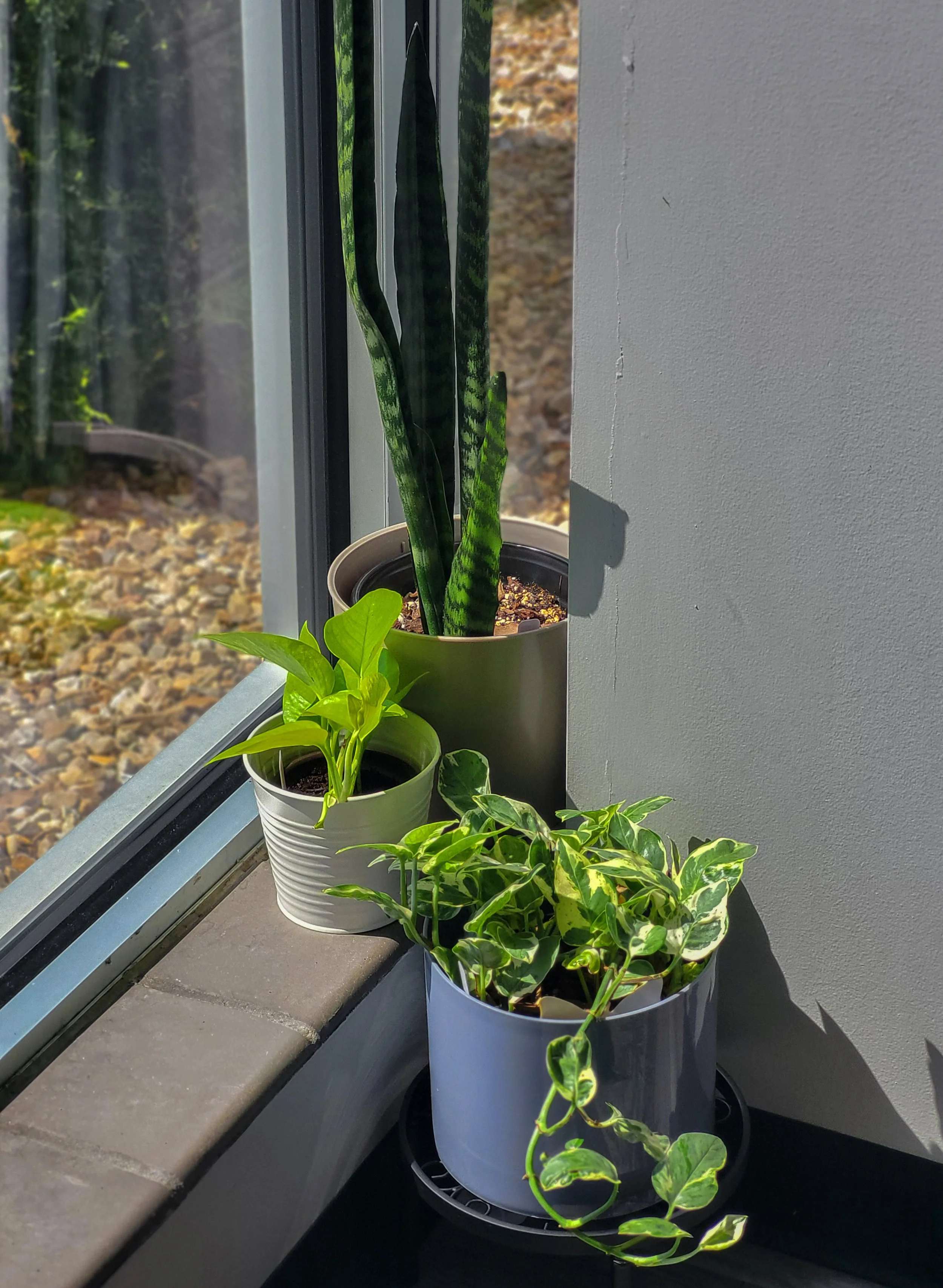 Pothos pair.jpg
