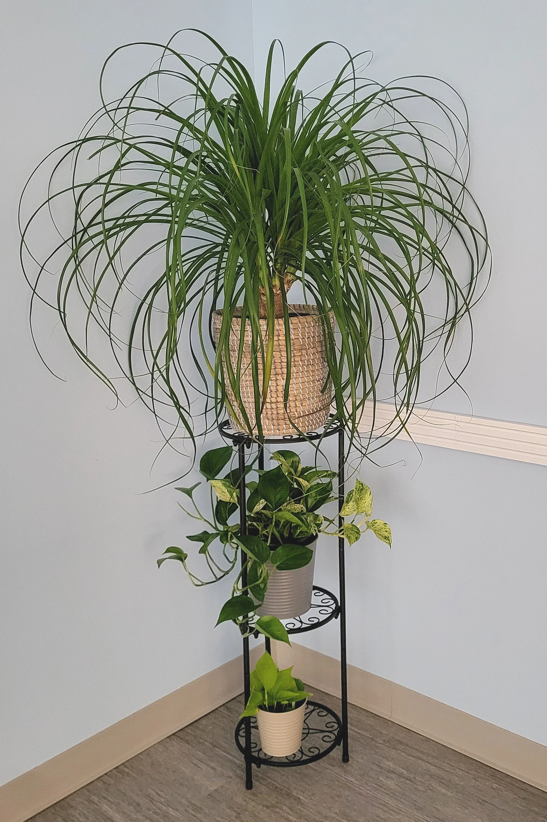 Ponytail Palm Feature.jpg