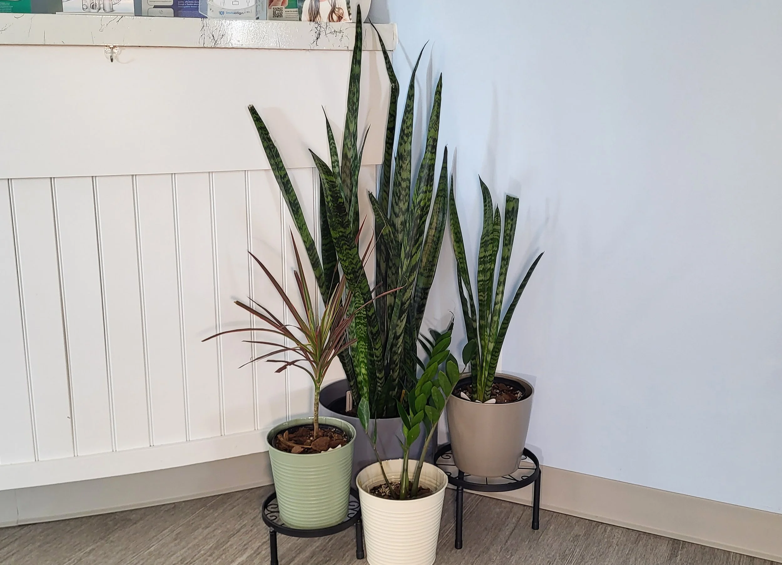 Snake Plant Trio.jpg