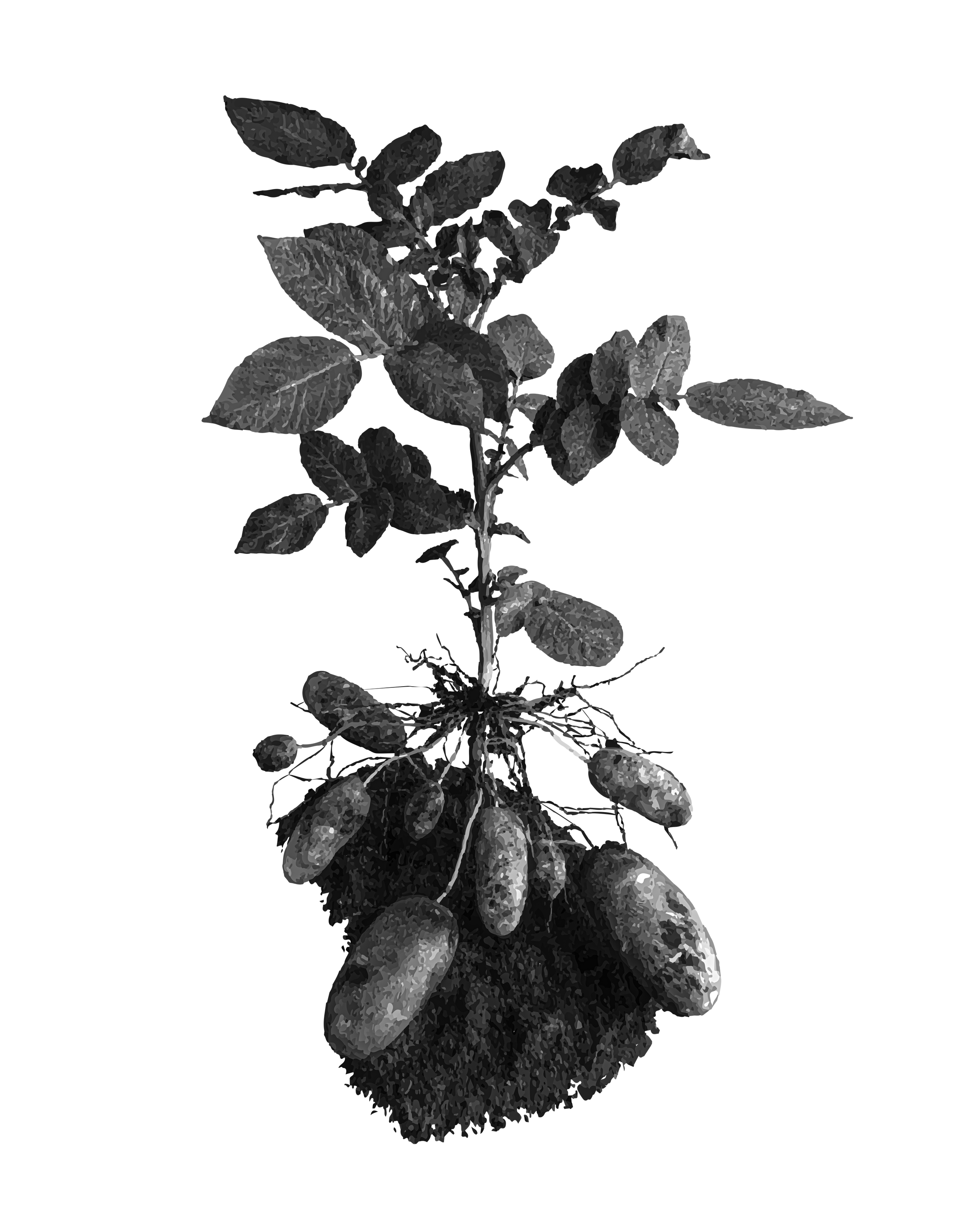 Black and white image of a potato plant with leaves, stems, and several potatoes growing underground.