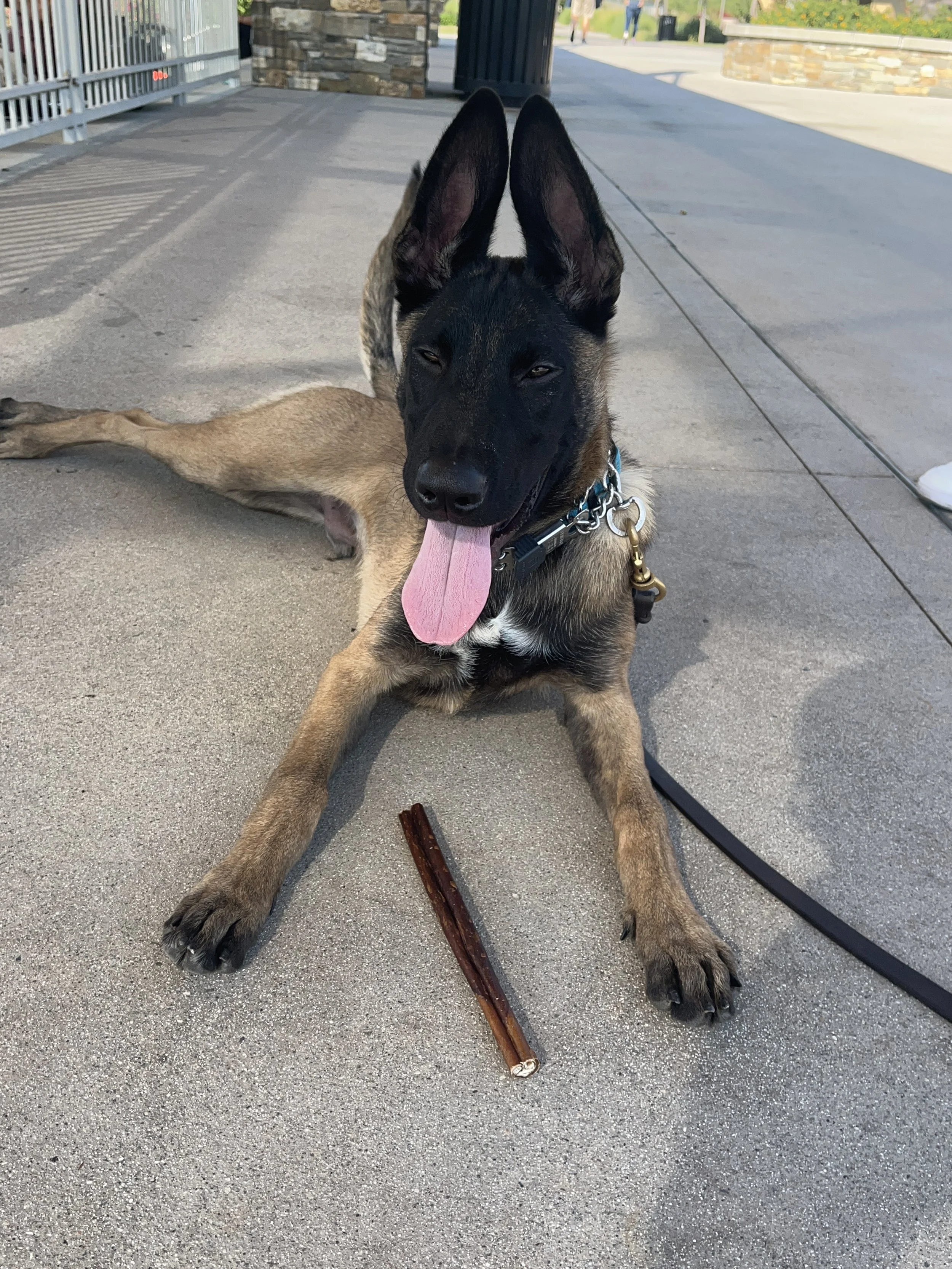 A Belgian Malinois dog lying on a concrete sidewalk with its tongue out, next to a chew stick. The dog is wearing a blue collar with a leash attached. In the background, there is a stone wall, a trash can, and some greenery.