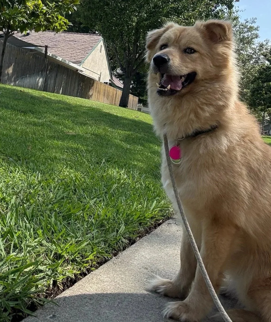 A happy, fluffy, golden-brown dog sitting on a sidewalk next to a grassy yard, with trees and houses in the background.