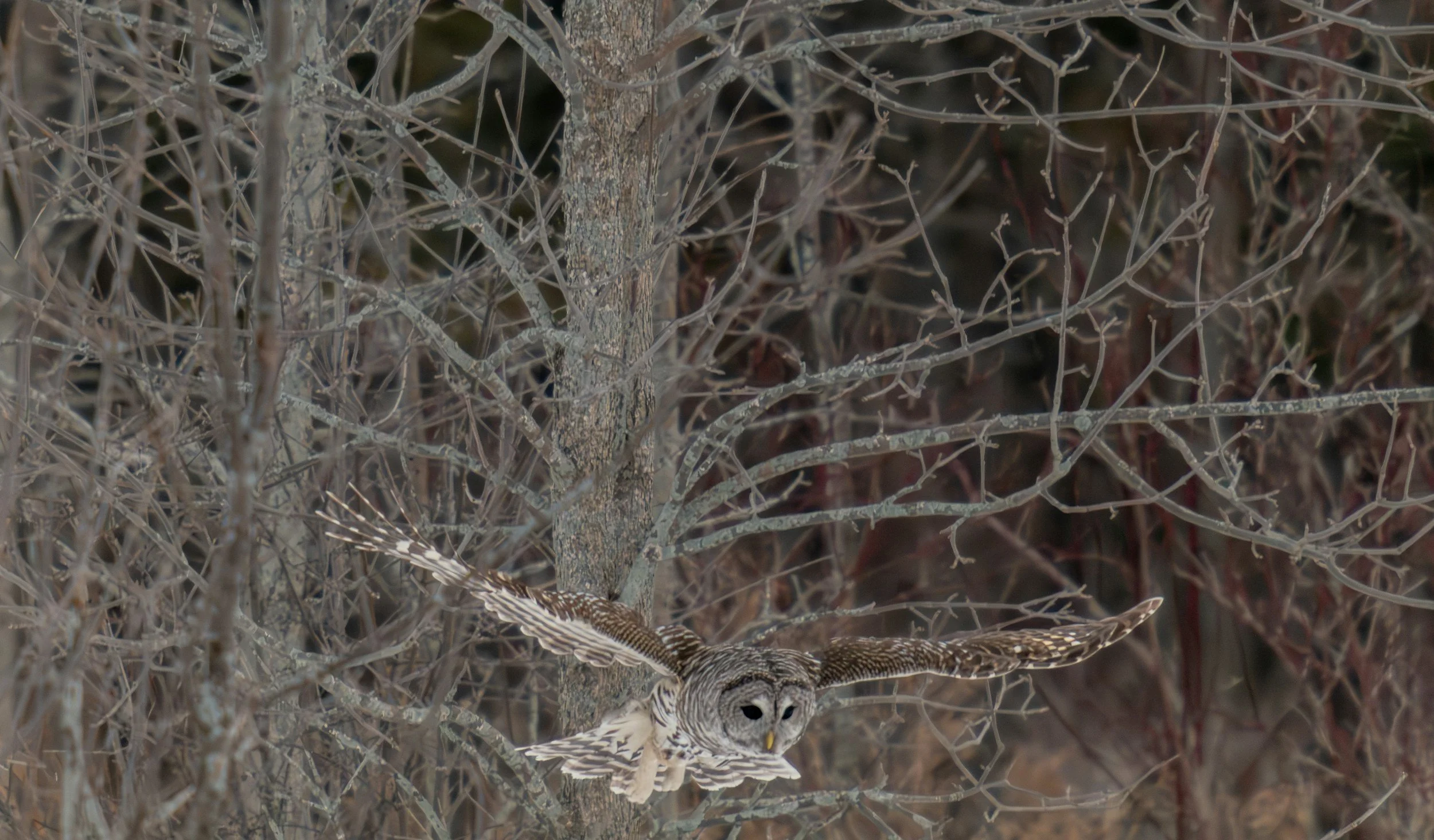 A barred owl flying low near leafless branches in a wooded area during a Wisconsin winter.