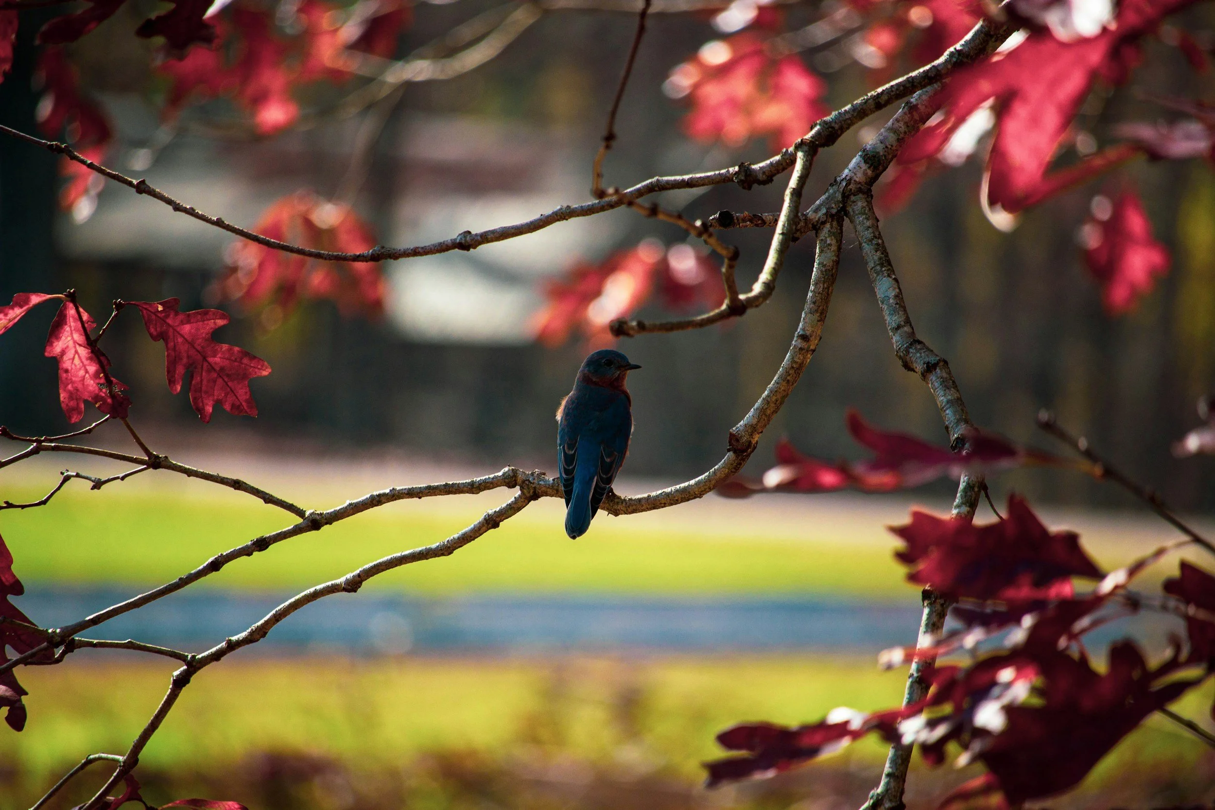 A blue bird perched on a native Wisconsin tree on a central Wisconsin farm.