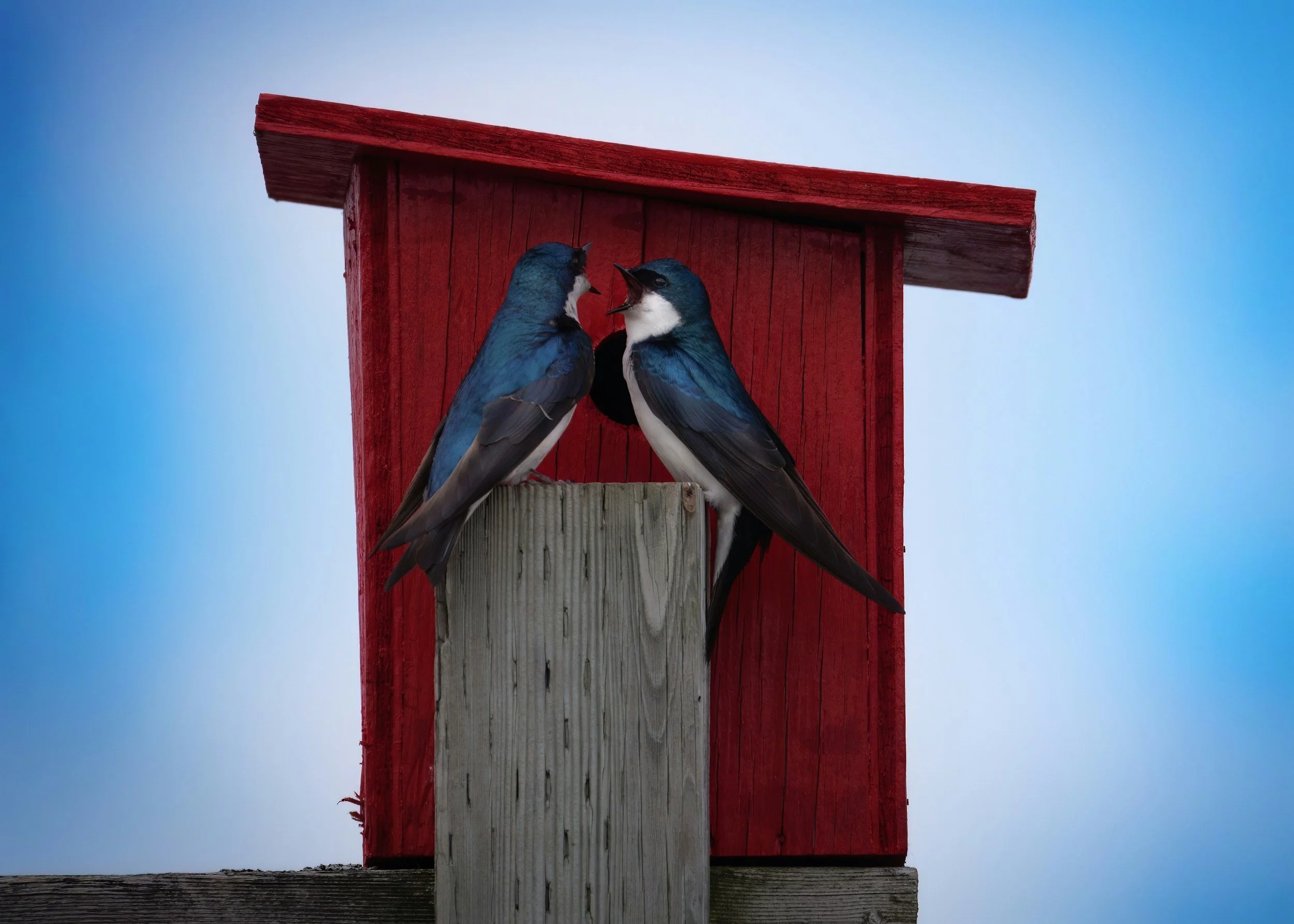 Two tree swallows perched on a wooden post outside a nest box in eastern Wisconsin. 
