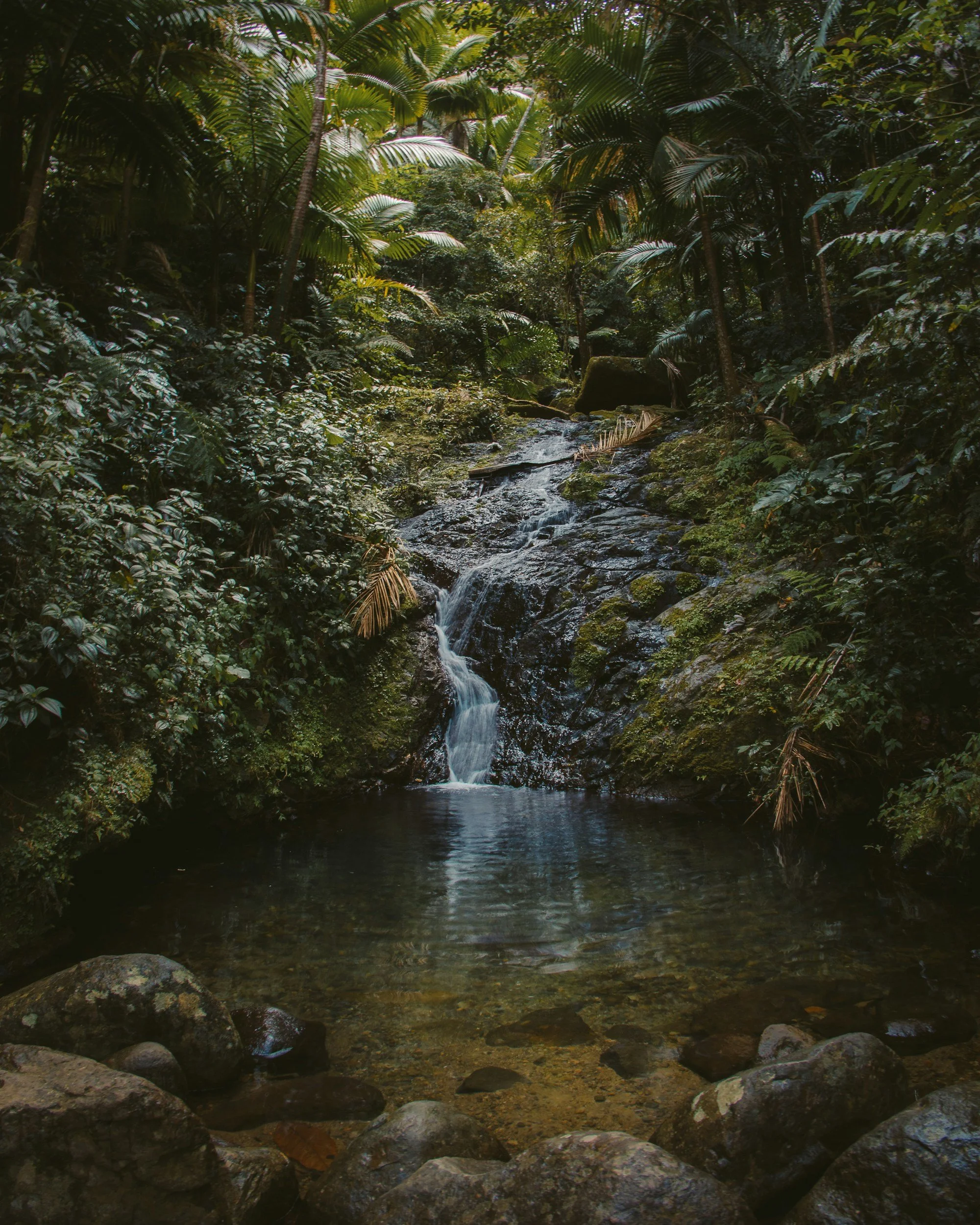The Complete Guide to El Yunque Rainforest, Puerto Rico