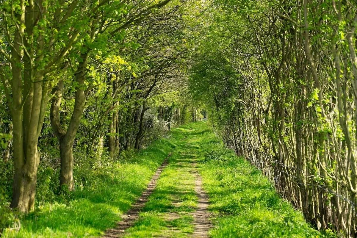 Ein  Weg im Wald mit Bäumen und Sträuchern auf beiden Seiten, durch die Sonnenlicht fällt.