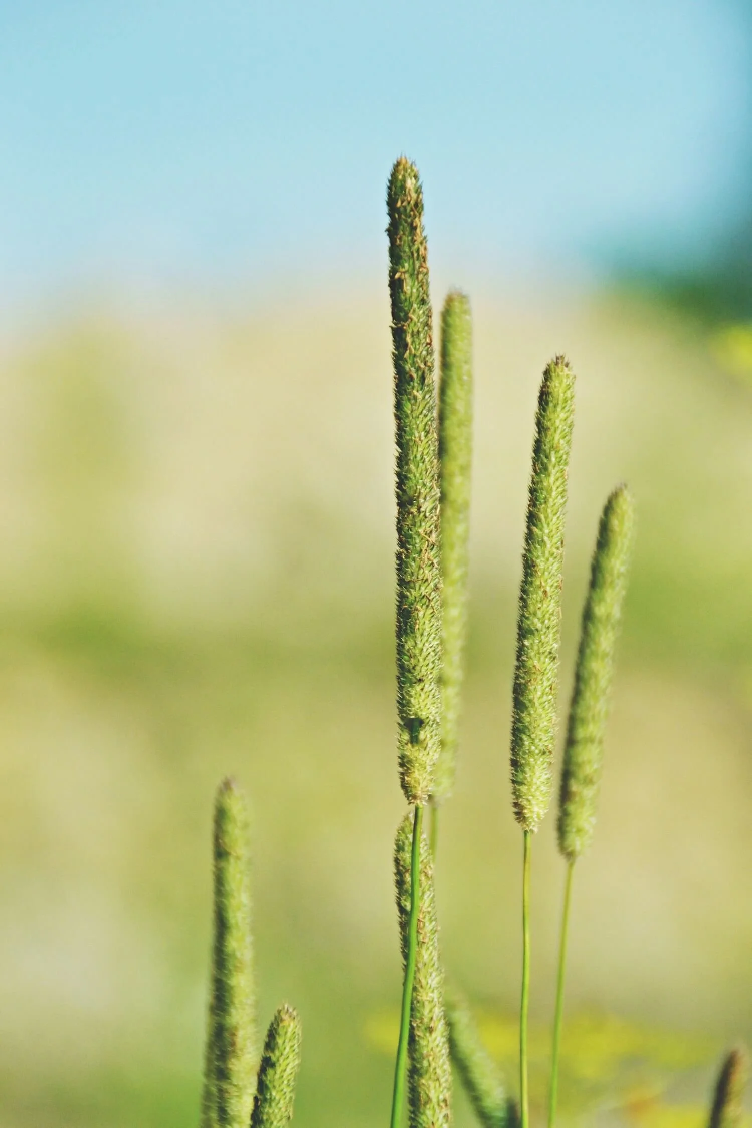Nahaufnahme von grünem Grassamen mit einem hellblauen Himmel im Hintergrund.