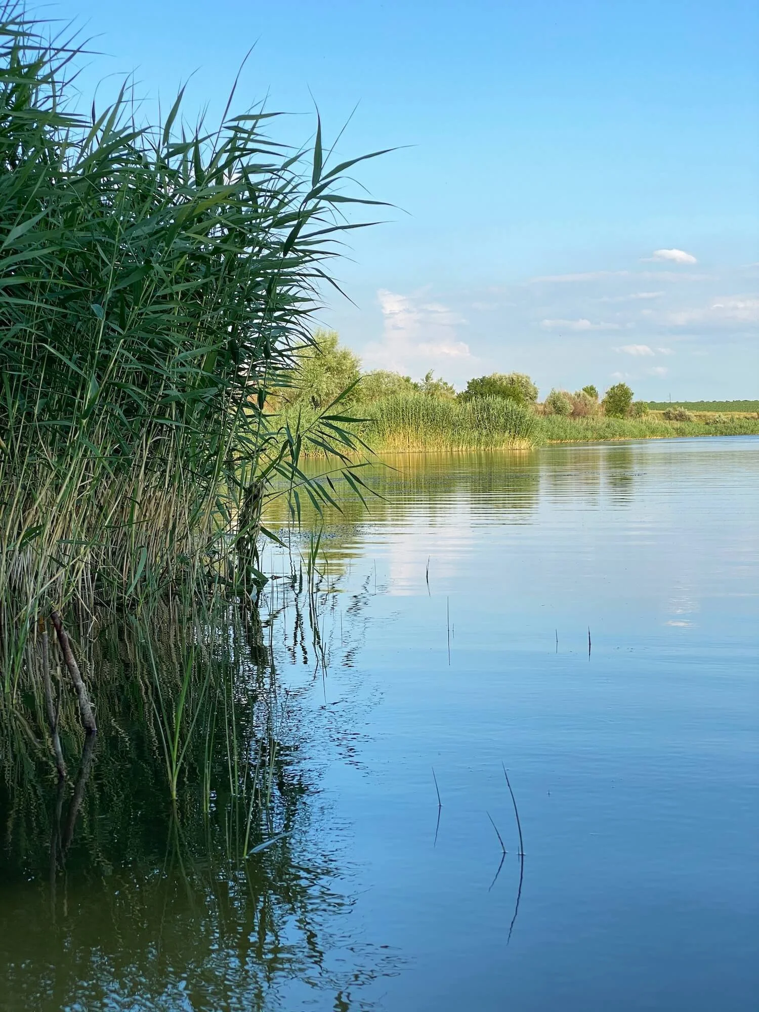Ein See mit Ufervegetation, bestehend aus hohen Schilfgräsern auf der linken Seite und Bäumen in der Ferne, bei sonnigem Himmel mit wenigen Wolken.