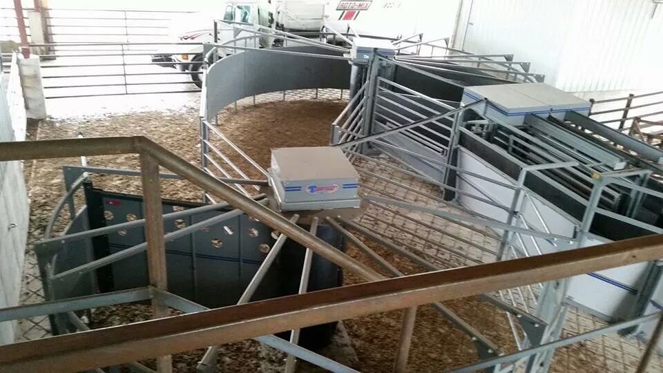 Cattle Handling Top View.jpeg