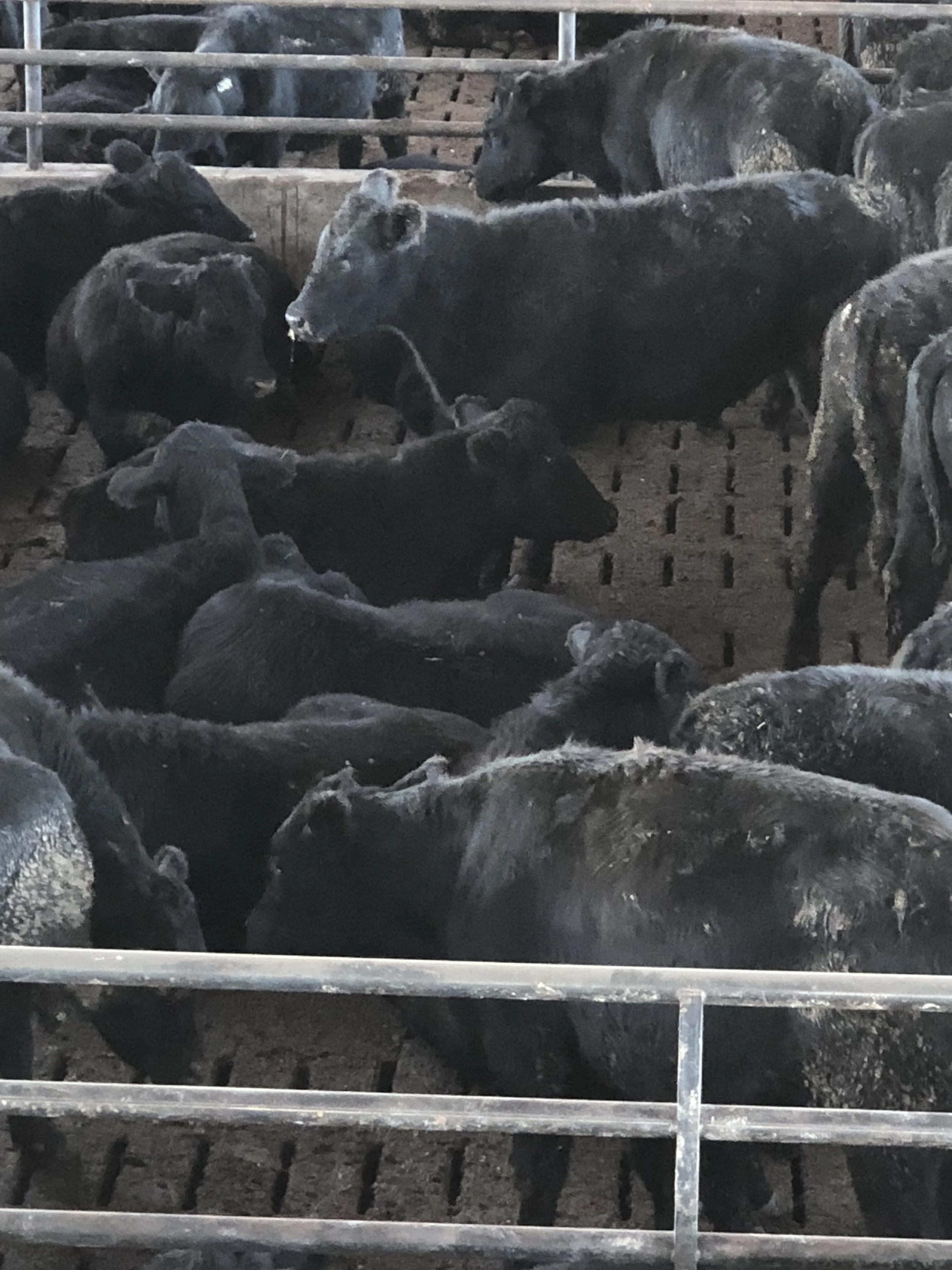 Gable Catwalk View 1.jpeg