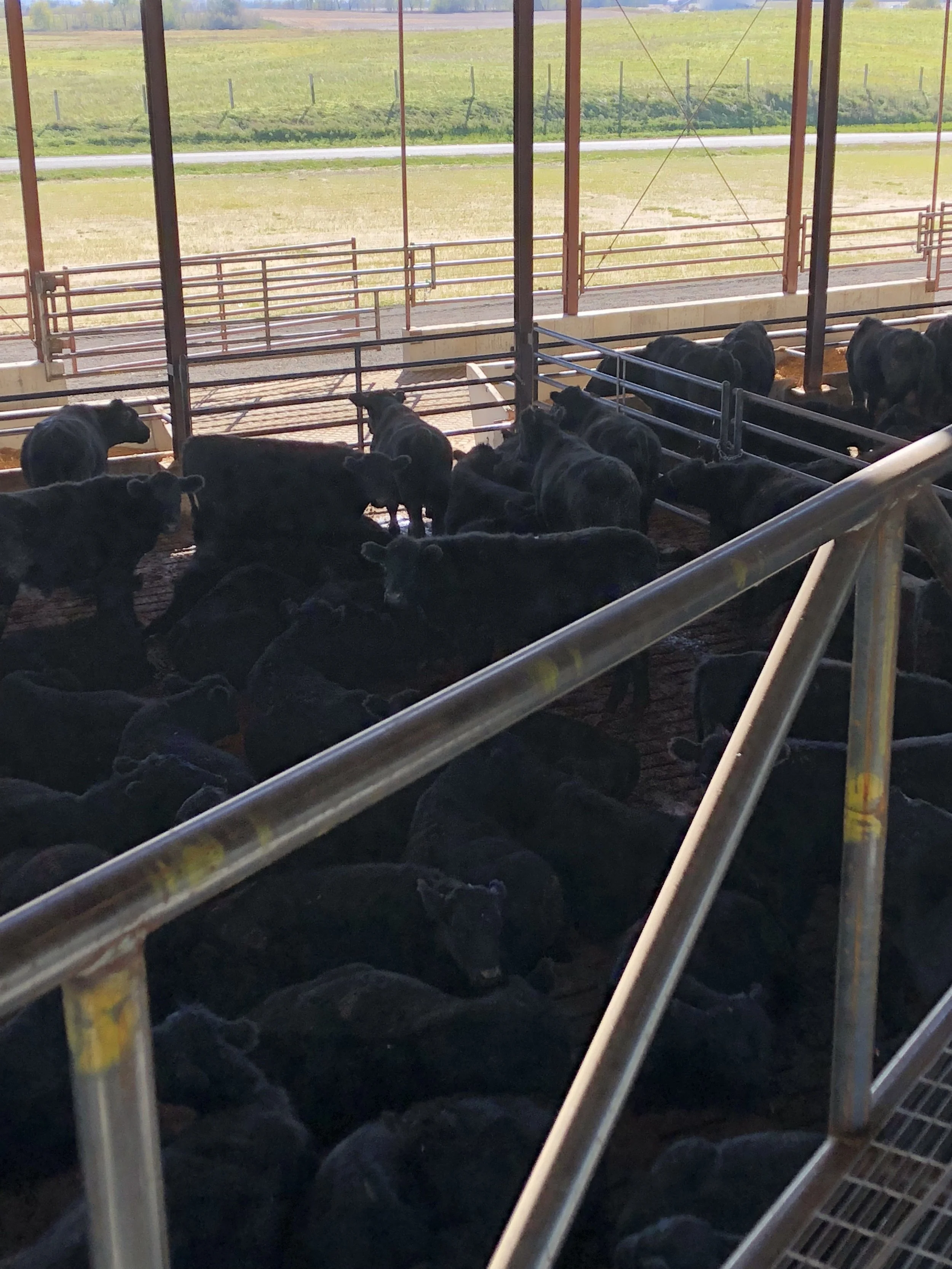 Monoslope Catwalk View 2.jpeg