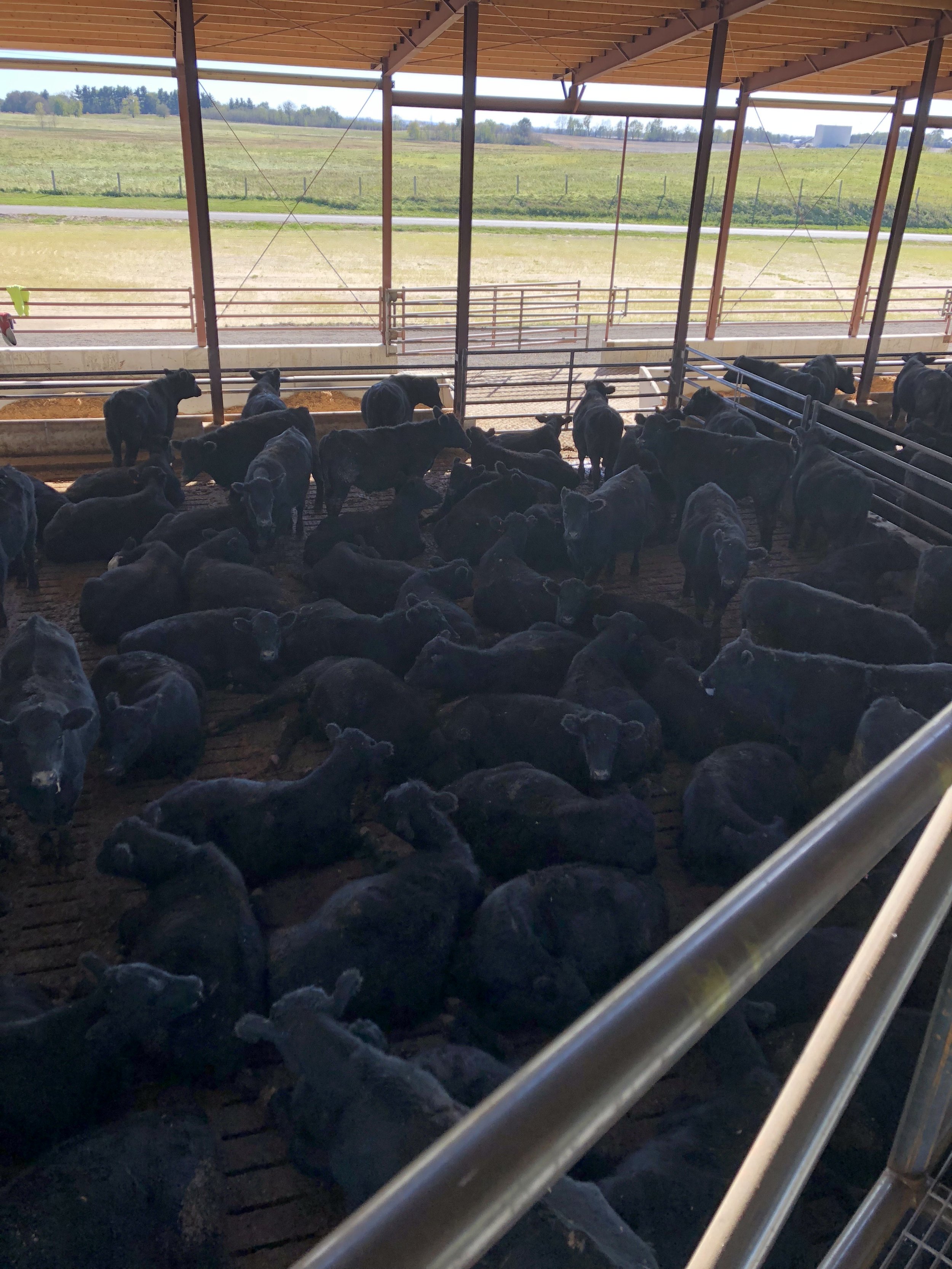 Monoslope Catwalk View 1.jpeg