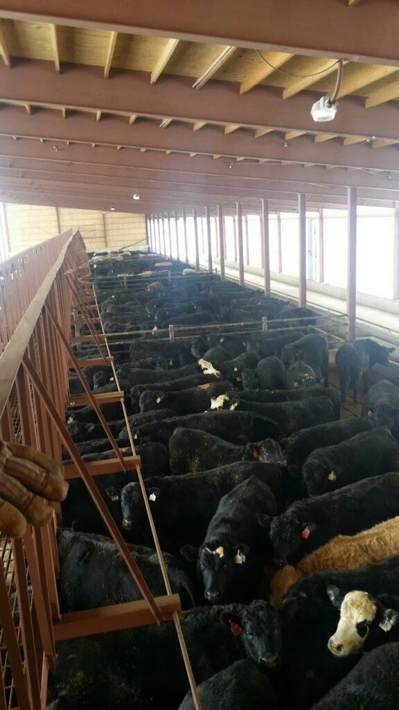 Monoslope Catwalk View 3.jpeg