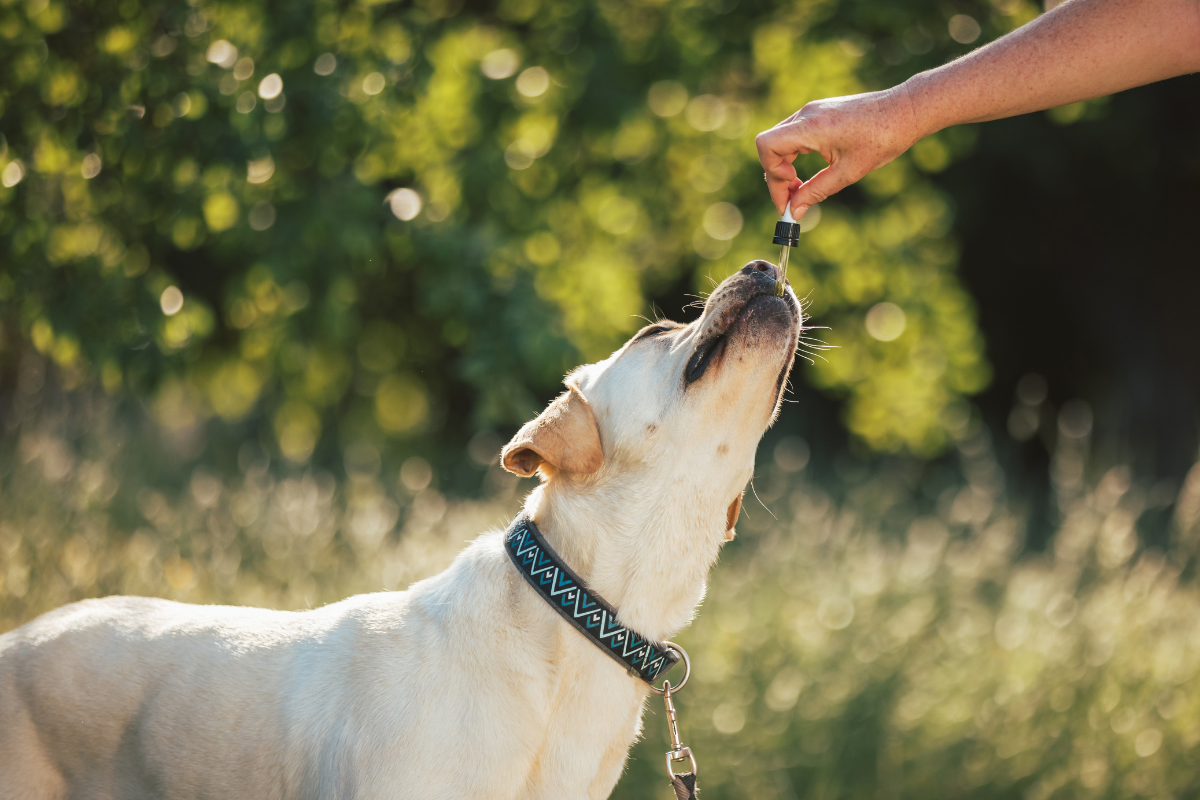 A Guide to Natural Supplements for Pets: Supporting Health from the Inside Out