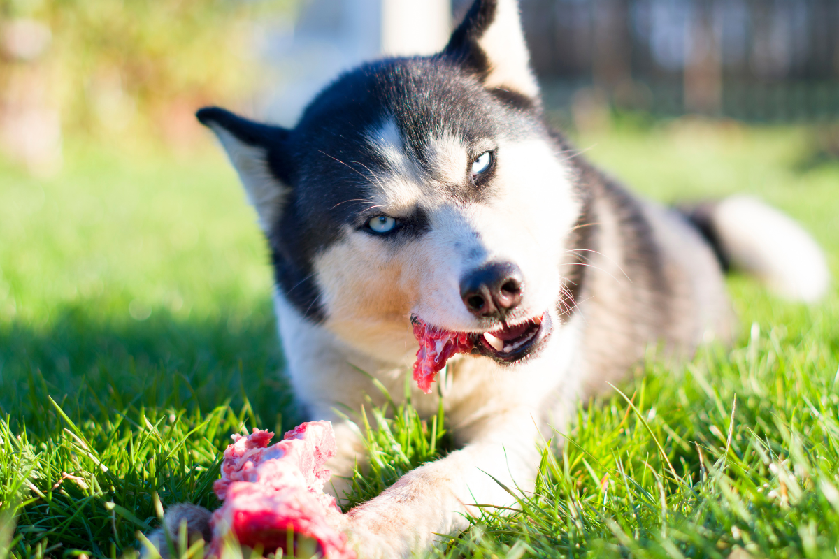 Why Raw Pet Treats are a Powerful, Natural Choice for Your Pet