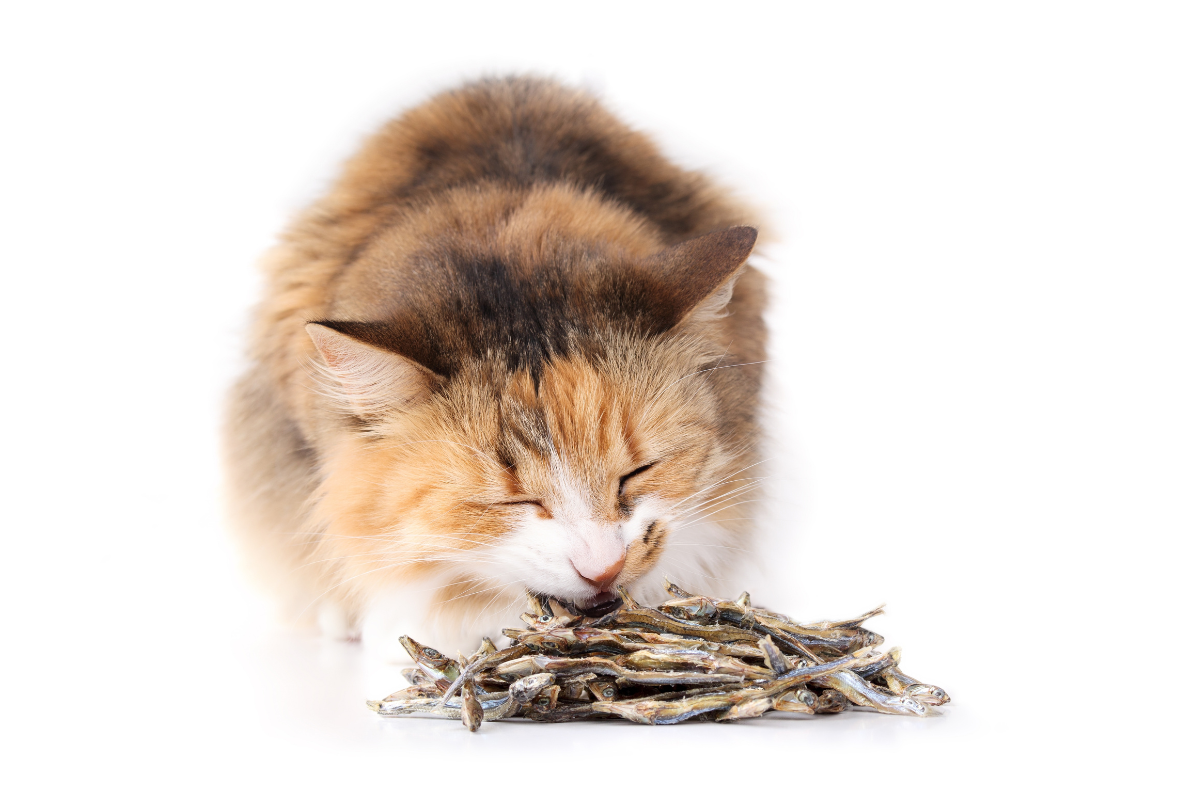 Why Dehydrated Pet Treats are a Smart, Healthy Choice for Your Pet
