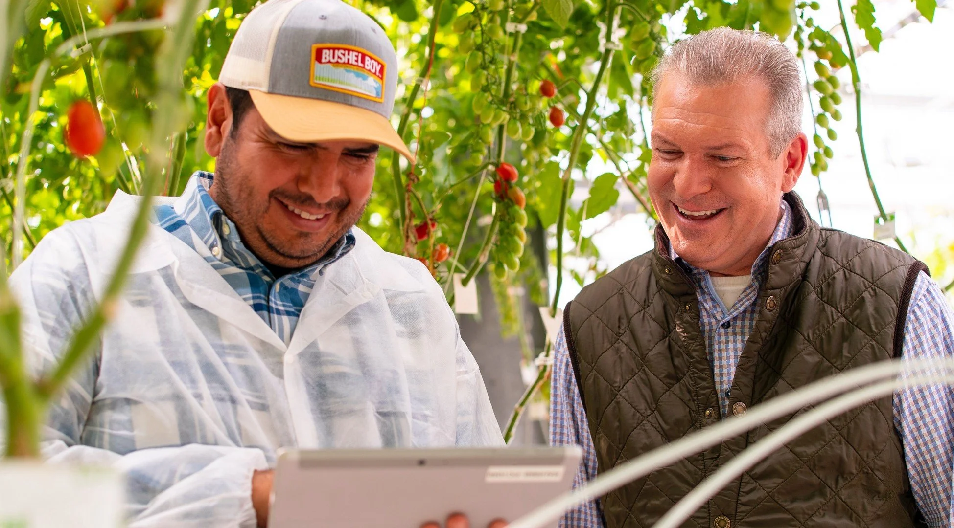 Two men smiling and looking at a tablet in a greenhouse with hanging tomato plants.