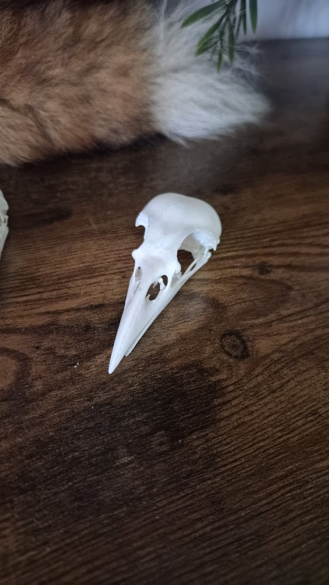 crowC.jpg