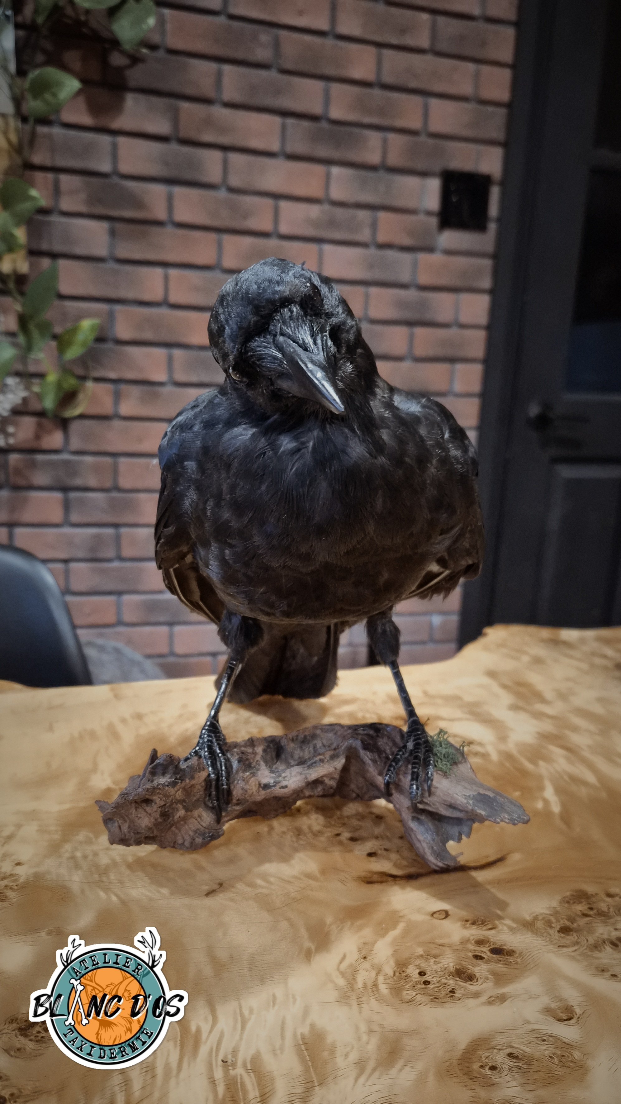 Un corbeau noir perché sur une branche en bois sur une table en bois, avec un mur de briques en arrière-plan.