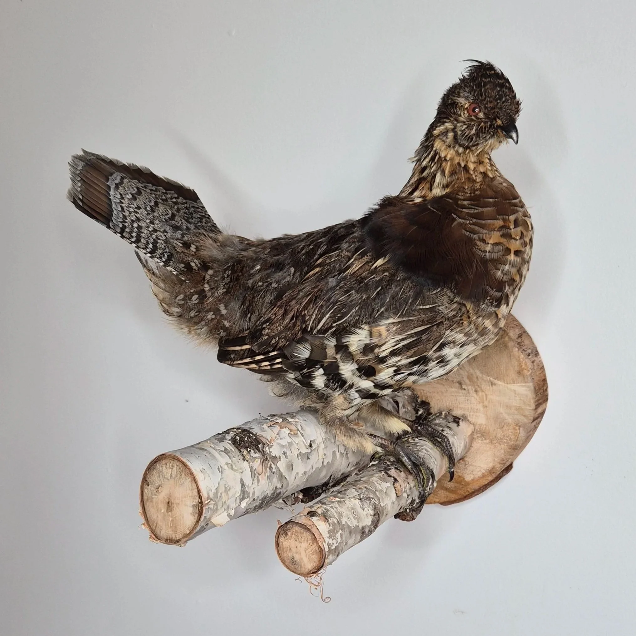 Un oiseau mort posé sur des troncs de bois.
