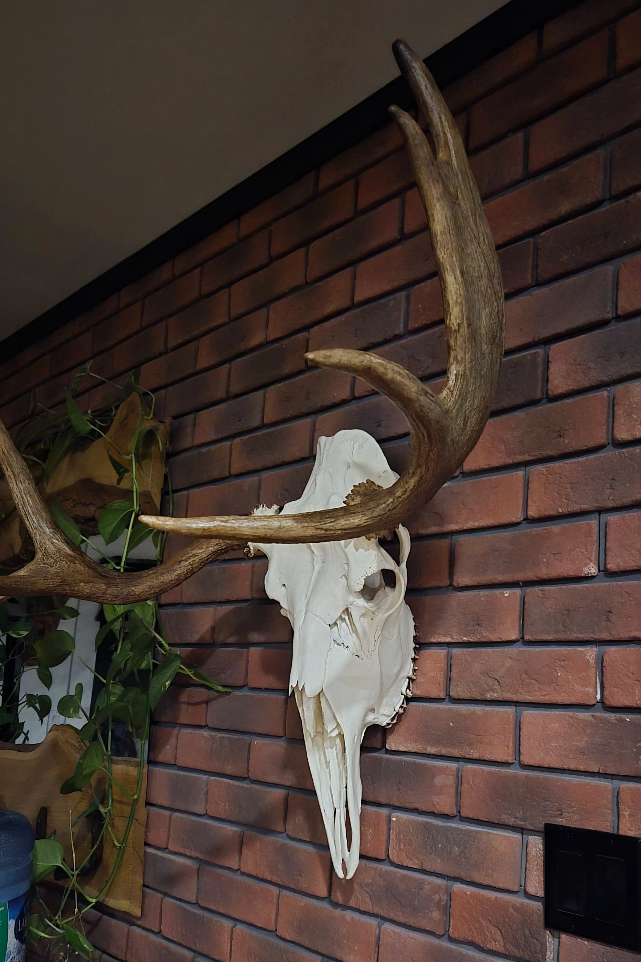 Tête de mante religieuse en osier blanc, avec des bois de cerf suspendus au mur en briques rouges.