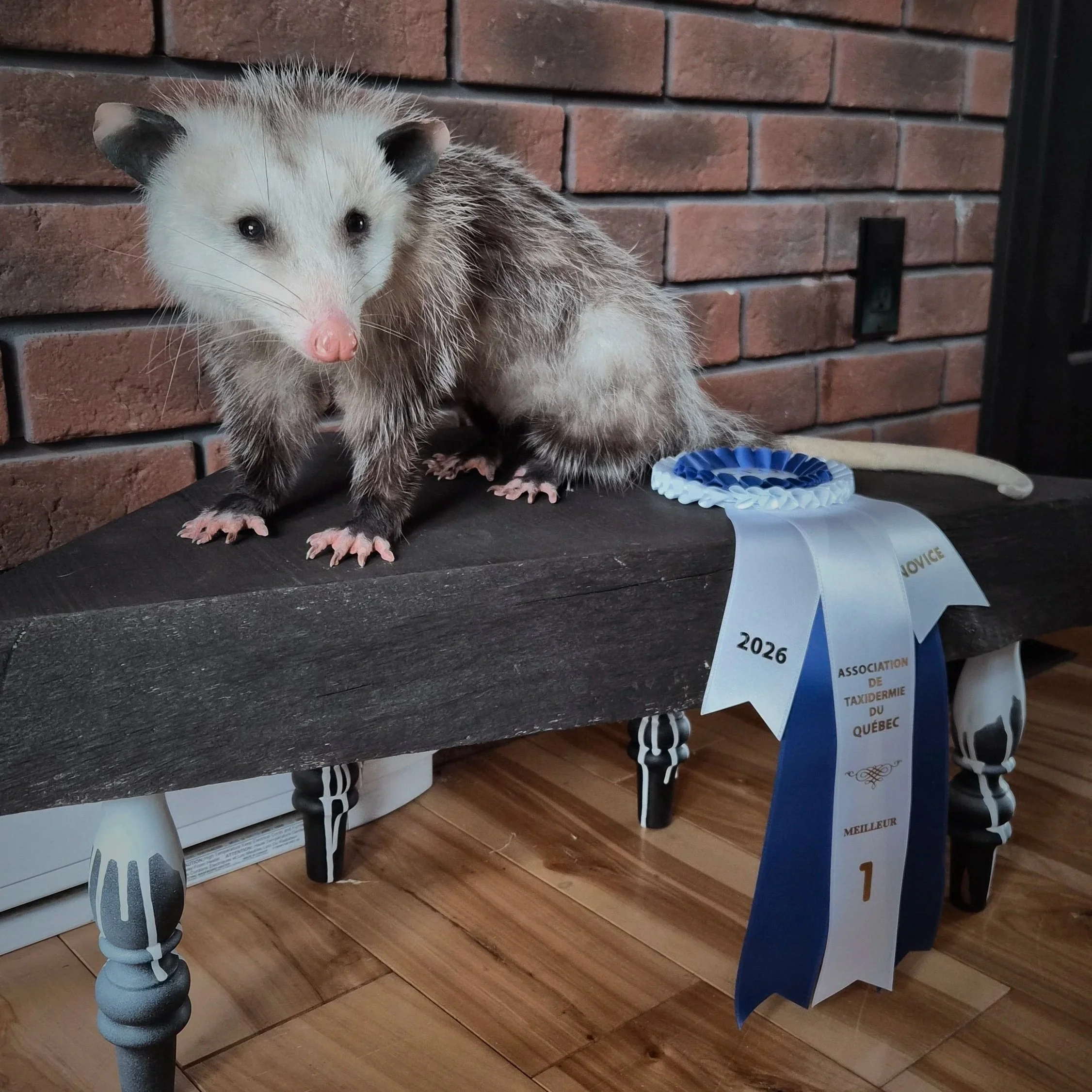 Un opossum posé sur une table en bois, avec un mur en briques en arrière-plan et des rubans de récompense accrochés à la table.
