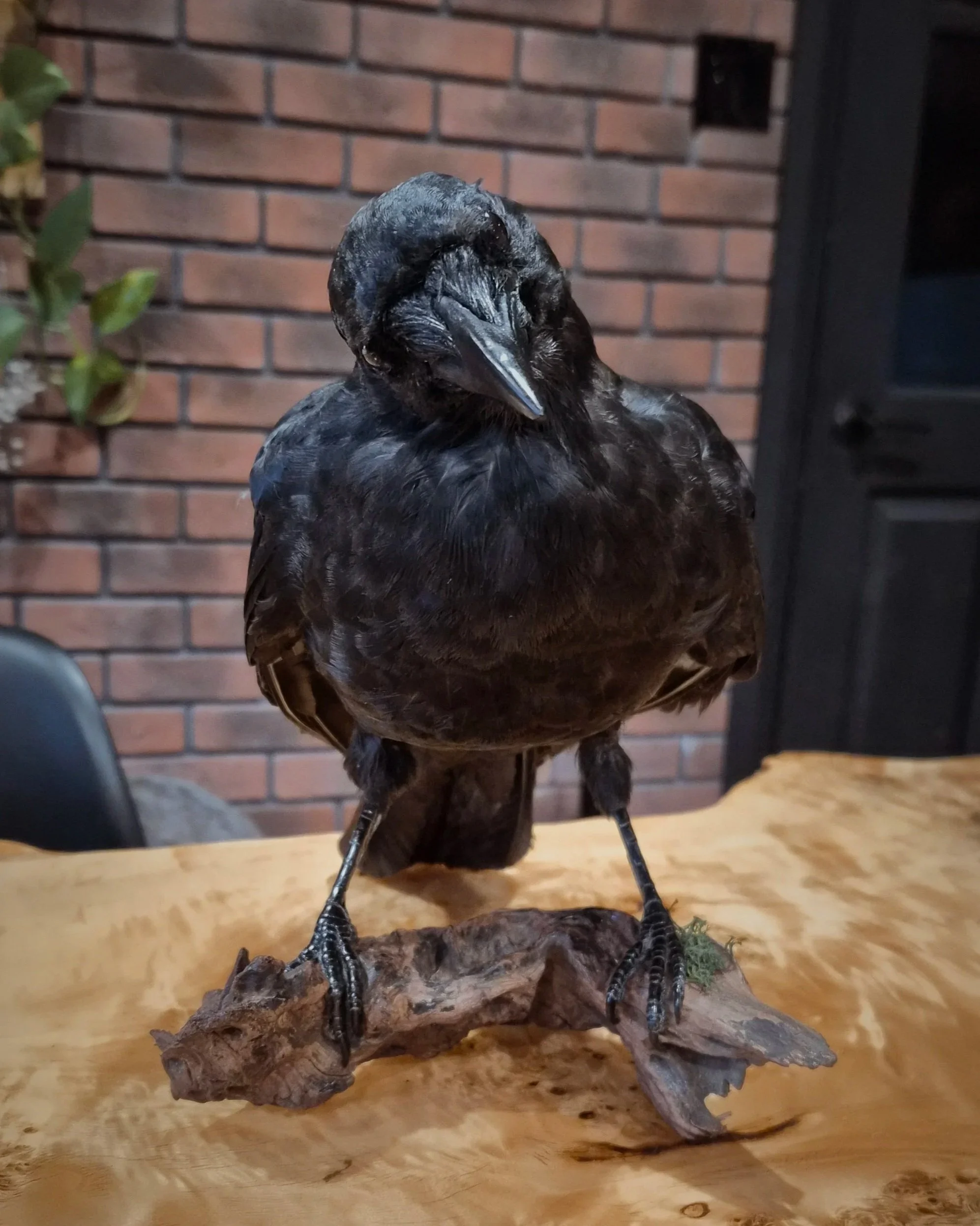 Un corbeau en statue posé sur une branche en bois, placé sur une table en bois, avec un mur en briques en arrière-plan.