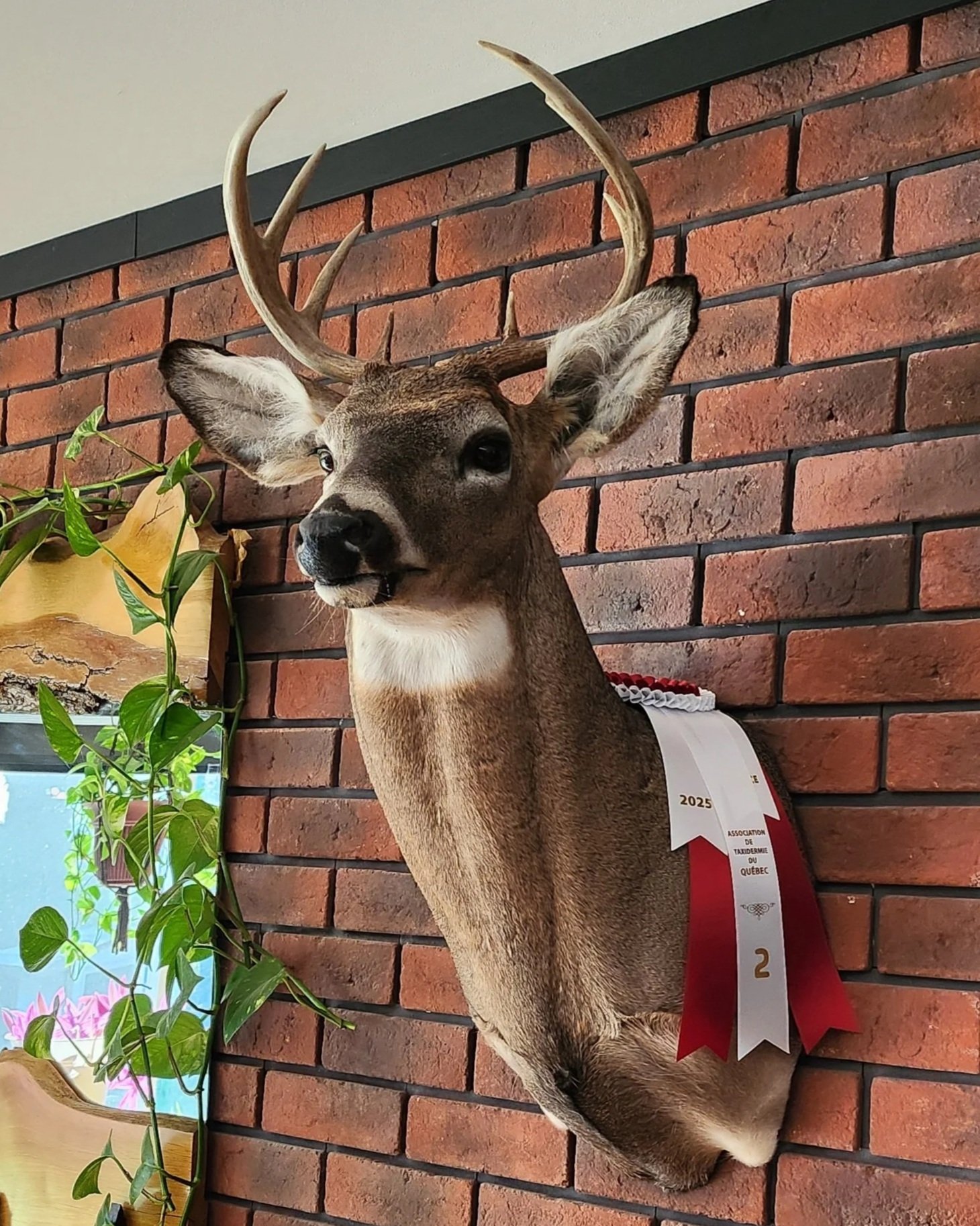 Tête de trophée de cerf avec des bois longs et courbés, fixée au mur en briques, avec un ruban de prix en bas.