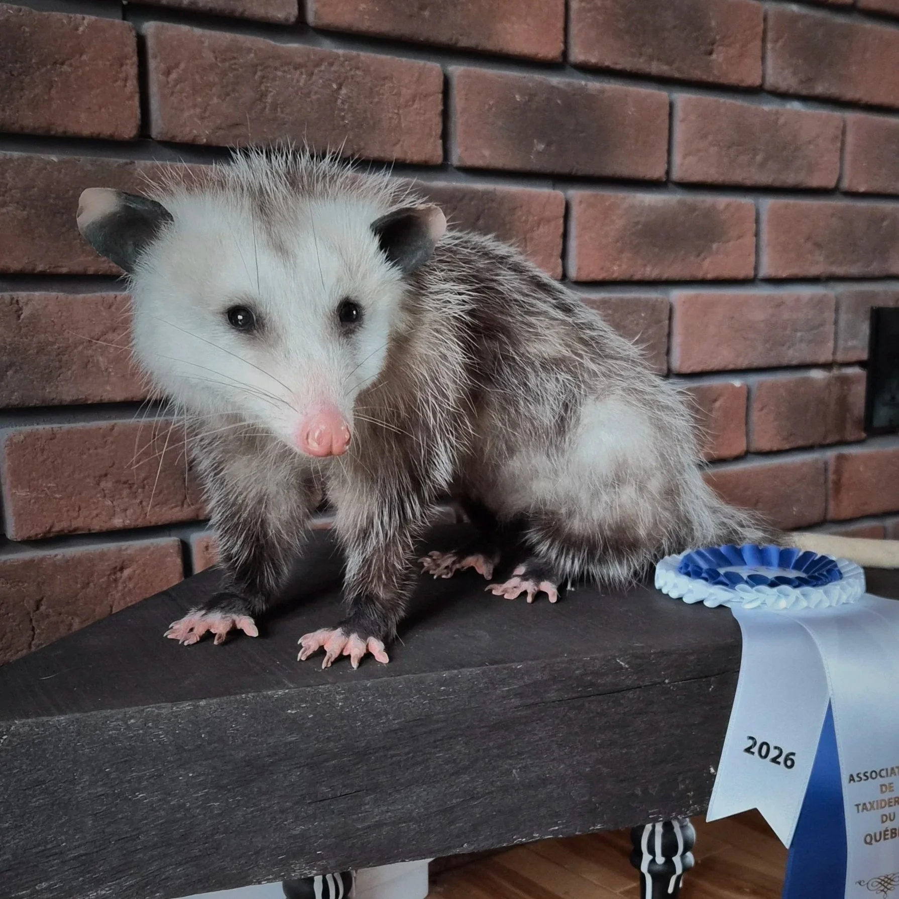 Opossum aux yeux noirs, pelage blanc et bruns, les oreilles sombres, assise sur une plateforme en bois devant un mur en briques rouges.