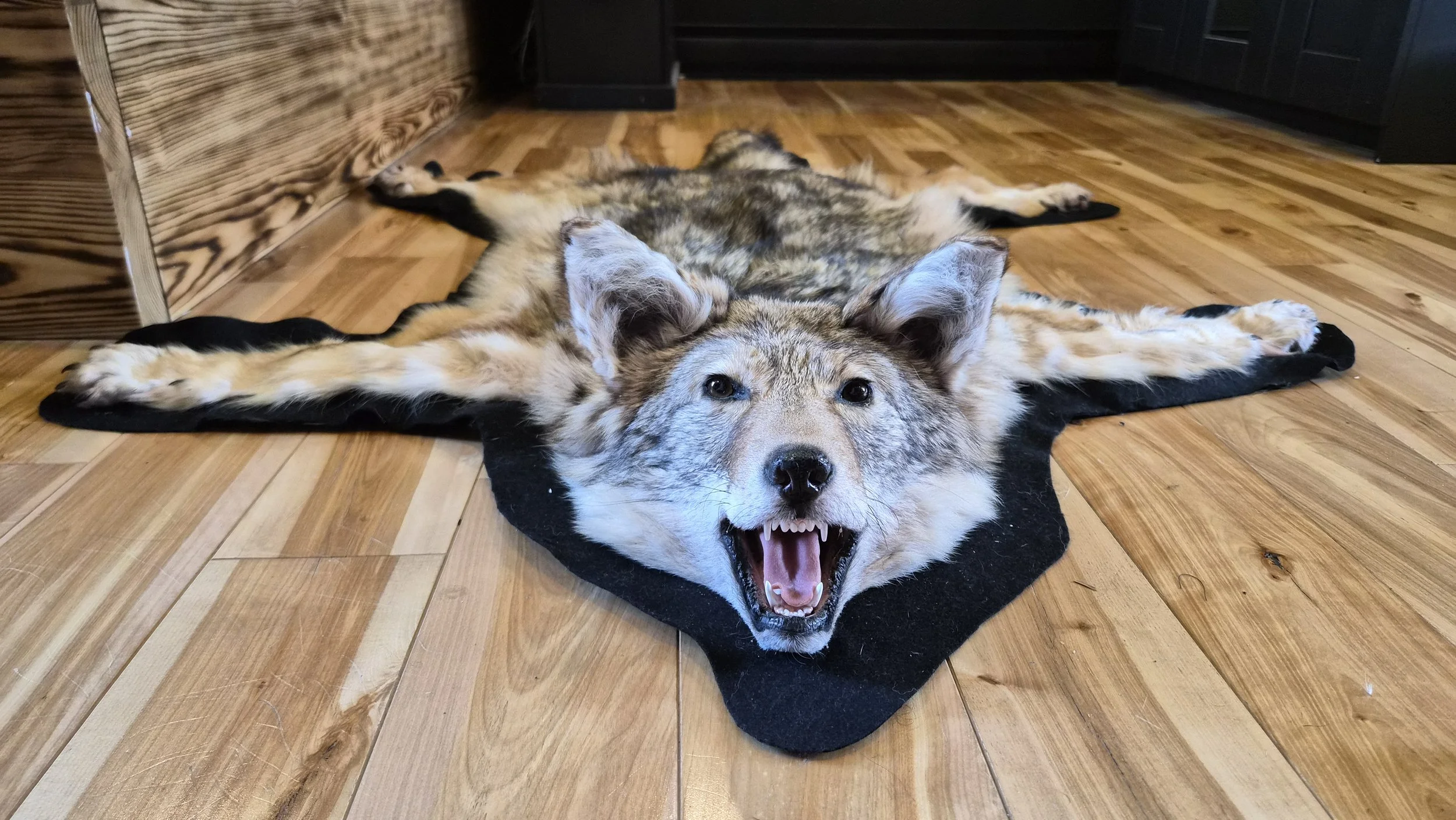 Tapis de coyote