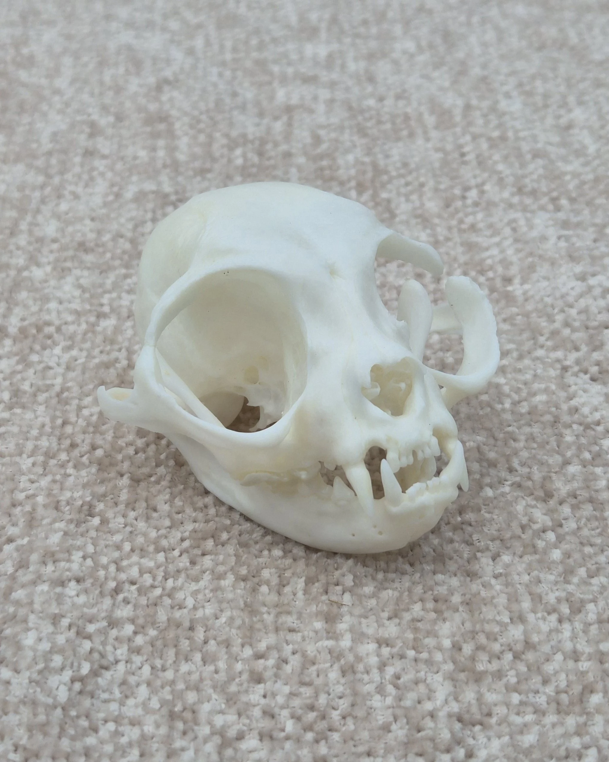 pet memorial skull cat chat crâne souvenir