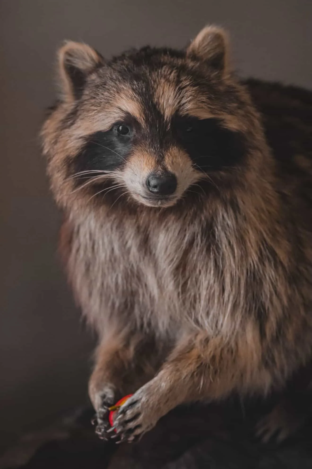 Un animal ressemblant à un raton laveur joue avec un jouet rouge.