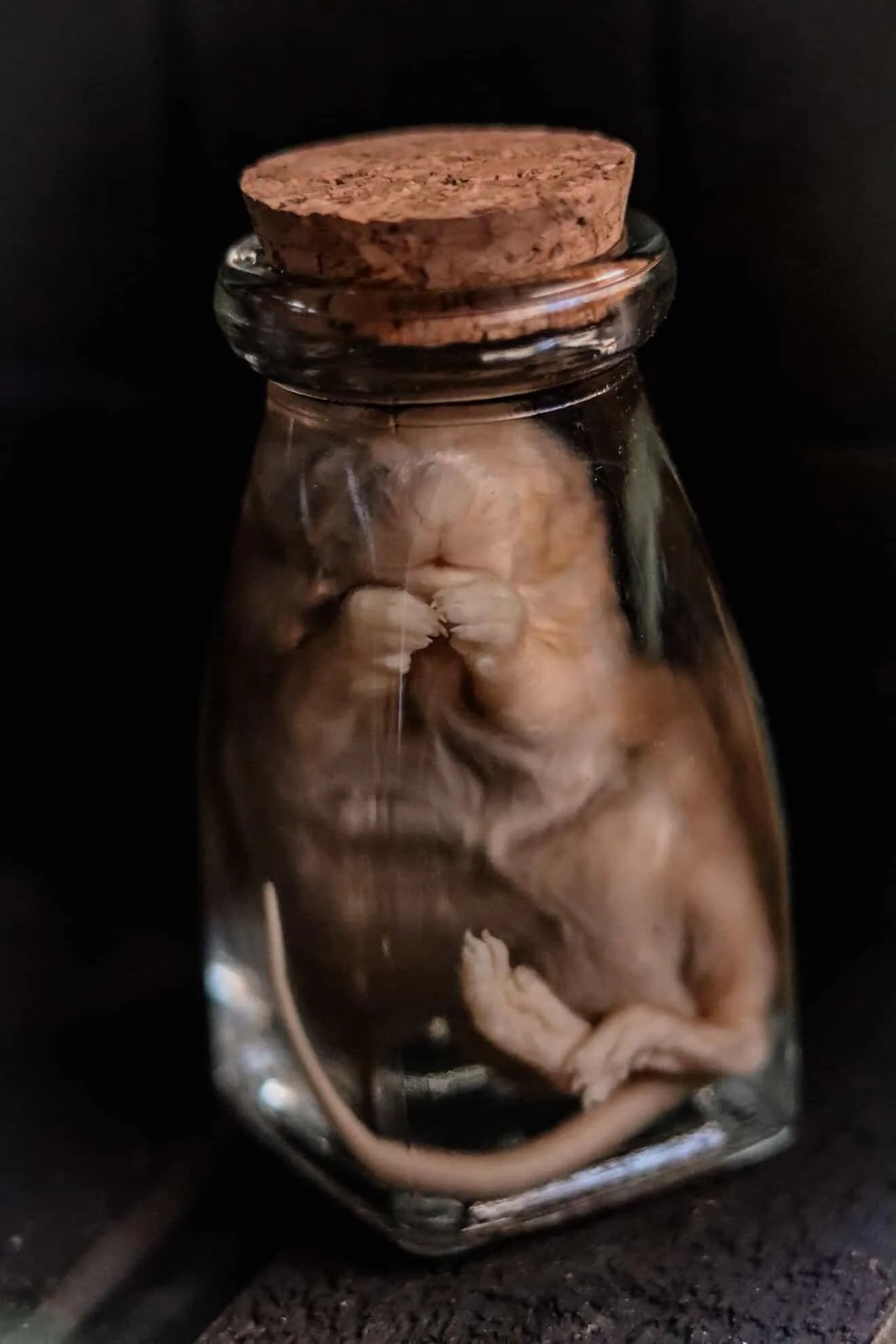 Endless Lovers - Wet Specimen