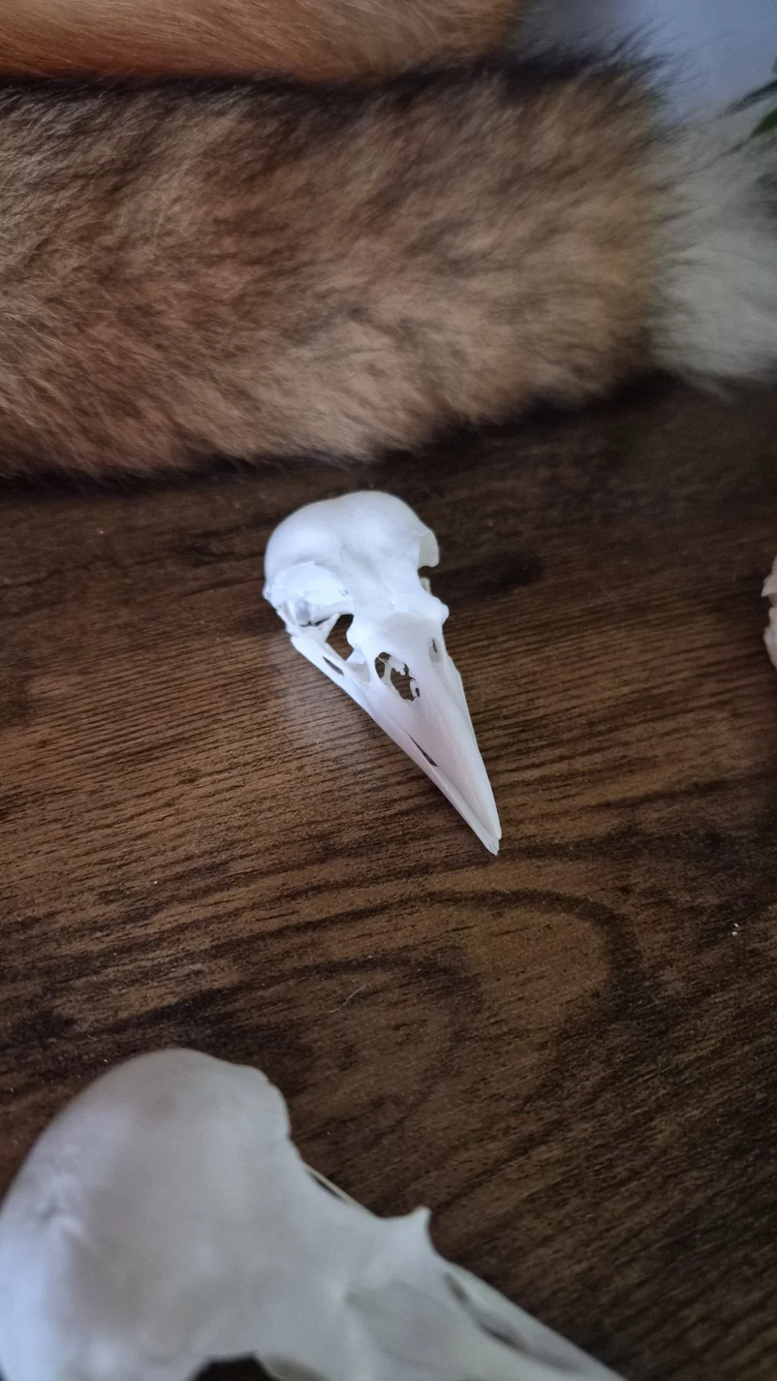 crowB.jpg